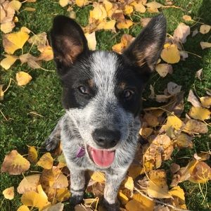 Meet your Posher, Cole